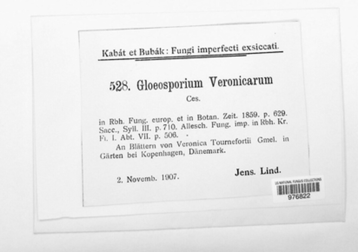 Discogloeum image